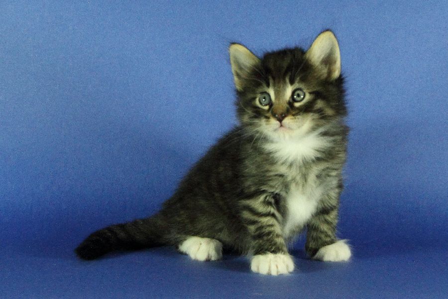 Magnus (34 Tage alt)