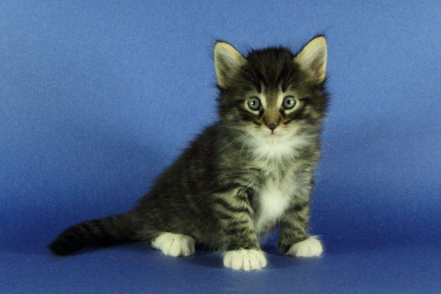 Magnus (34 Tage alt)