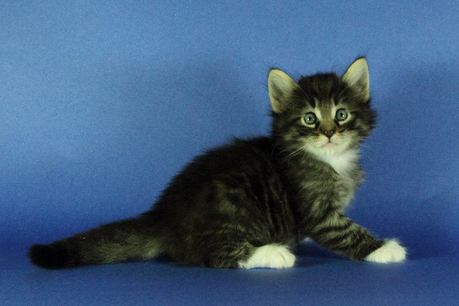 Magnus (34 Tage alt)