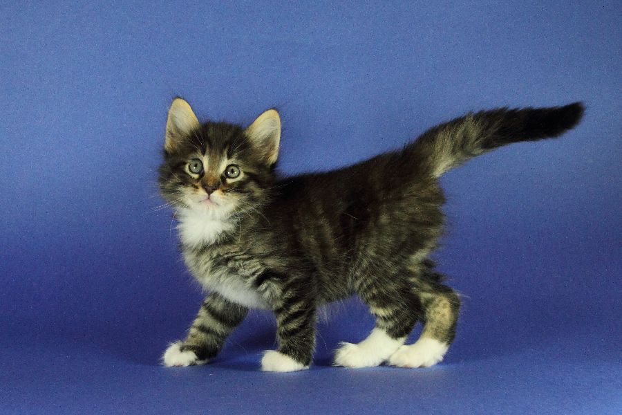 Magnus (41 Tage alt)