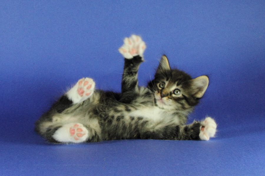 Magnus (41 Tage alt)