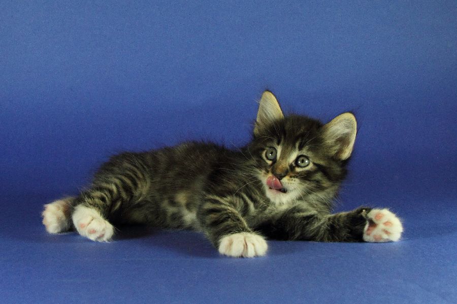 Magnus (41 Tage alt)