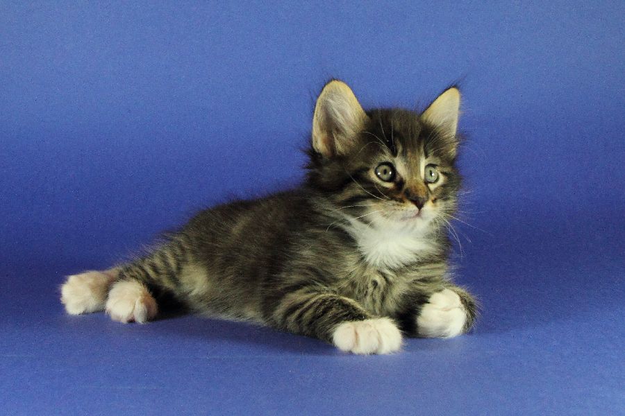 Magnus (41 Tage alt)