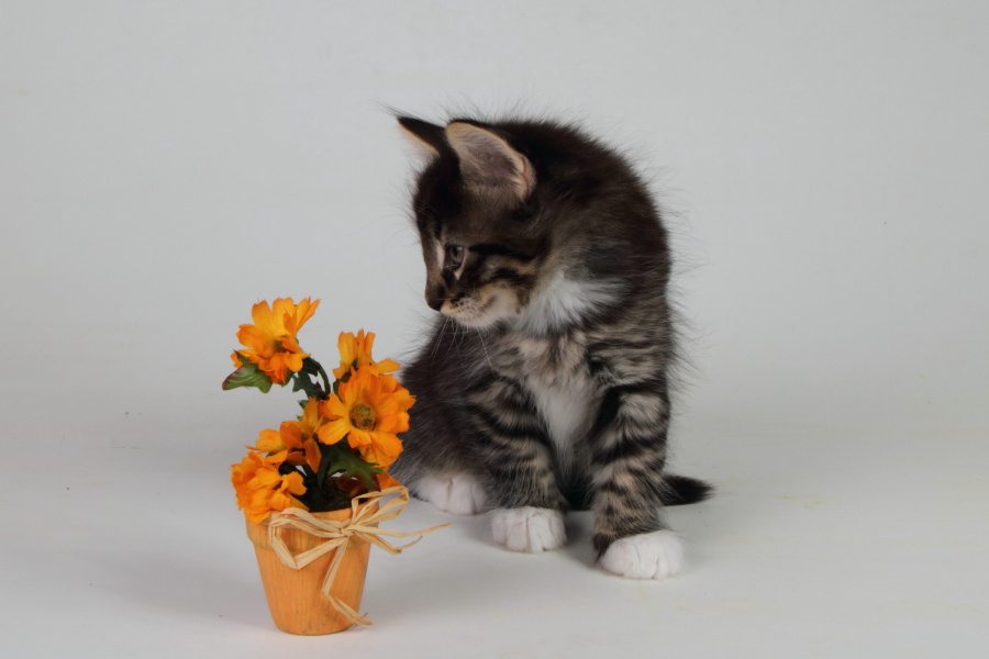 Magnus (48 Tage alt)