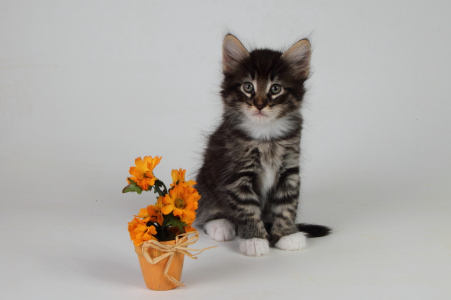 Magnus (48 Tage alt)