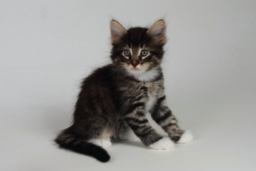 Magnus (48 Tage alt)