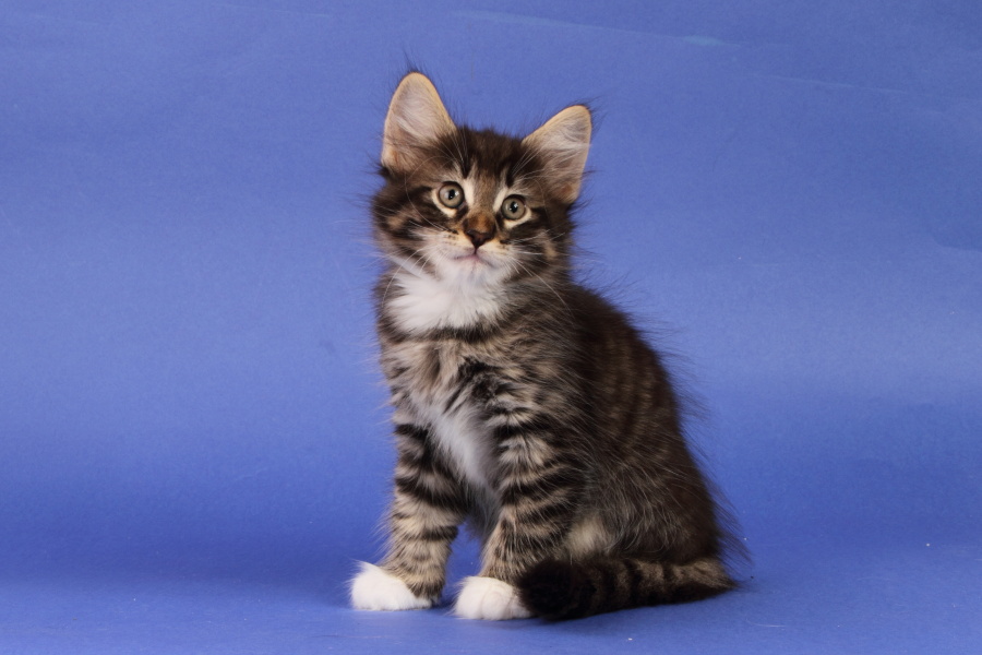 Magnus (55 Tage alt)