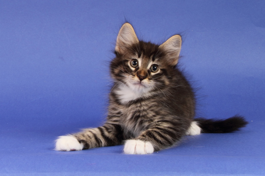 Magnus (55 Tage alt)