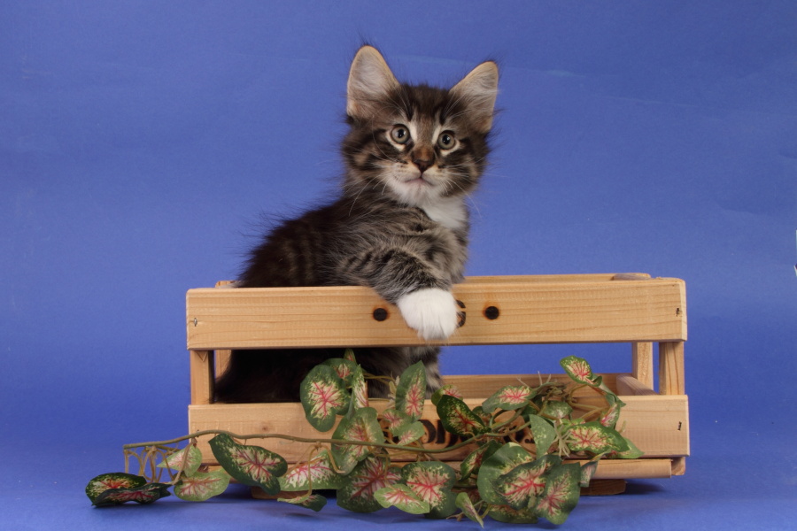 Magnus (55 Tage alt)