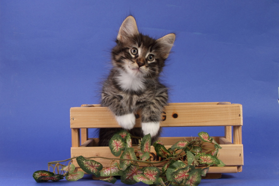 Magnus (55 Tage alt)