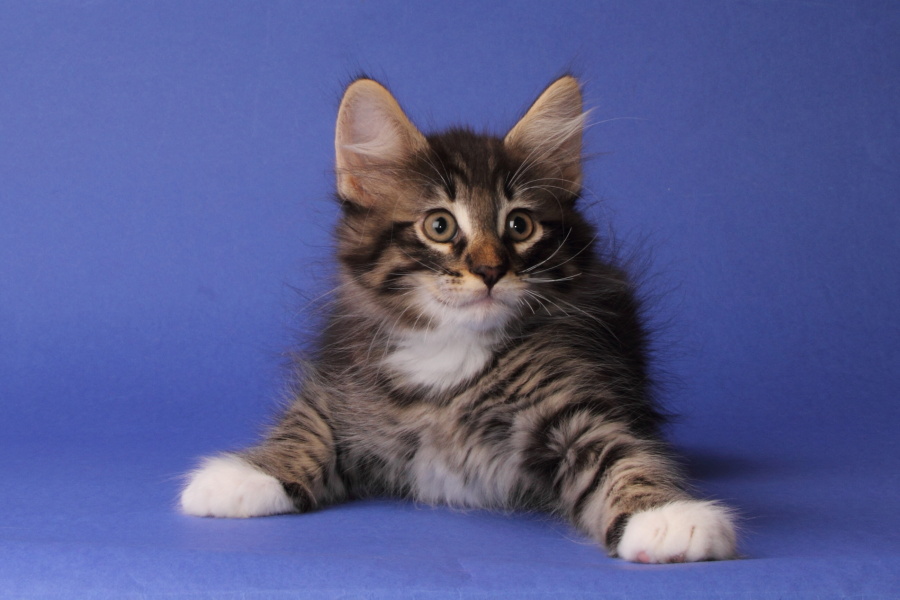 Magnus (62 Tage alt)