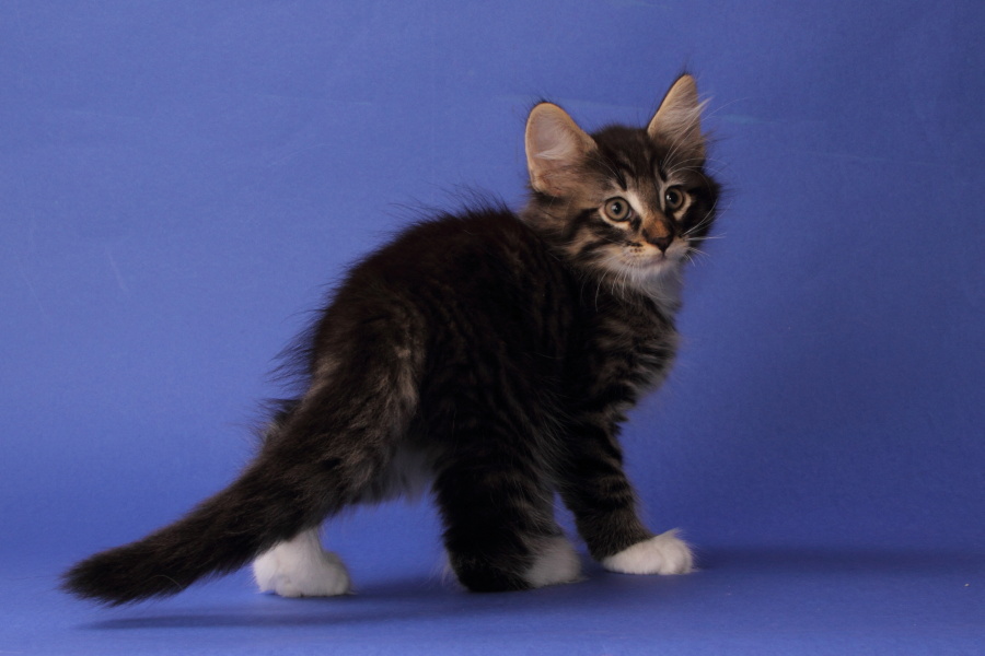 Magnus (62 Tage alt)