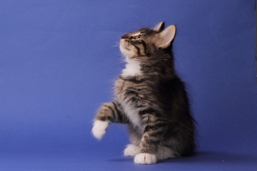 Magnus (62 Tage alt)