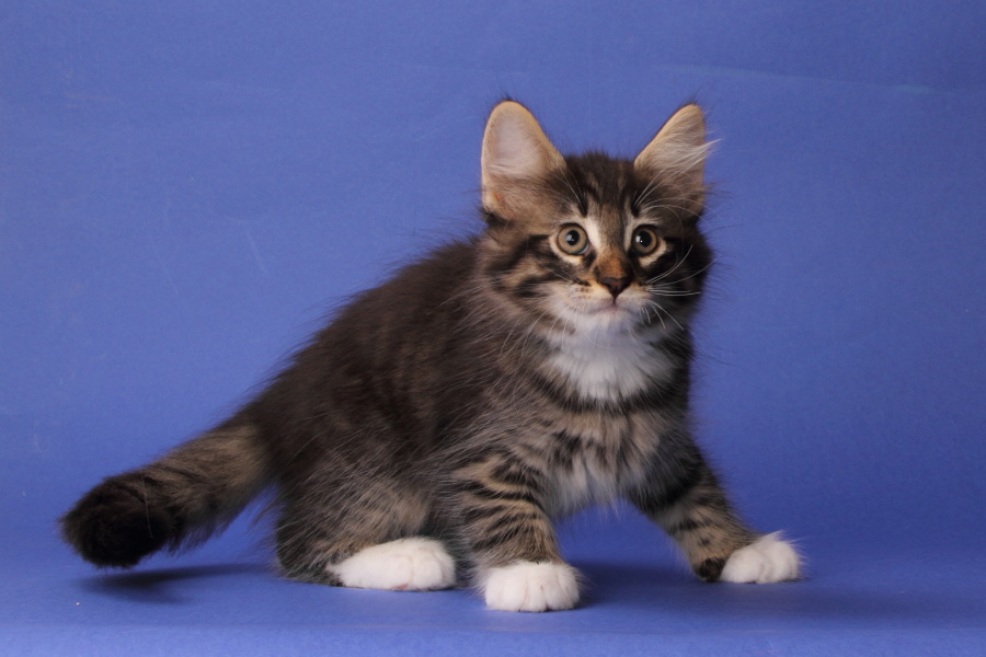 Magnus (62 Tage alt)