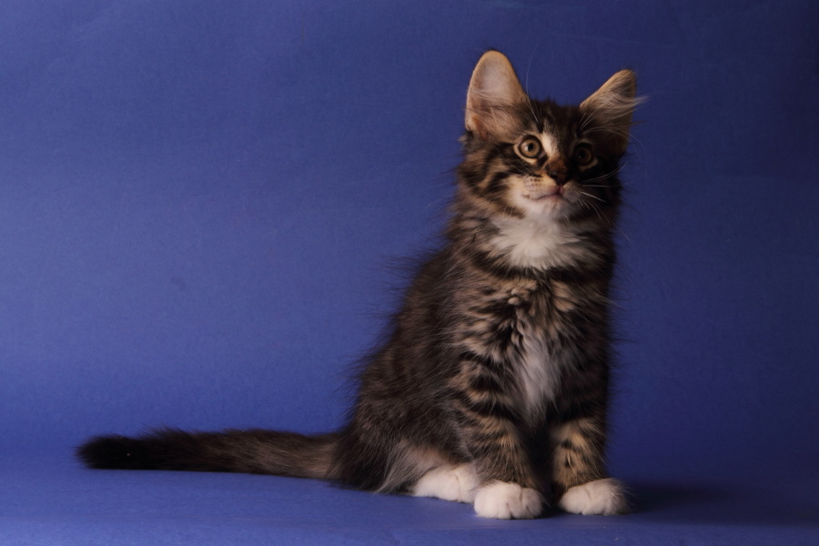 Magnus (69 Tage alt)