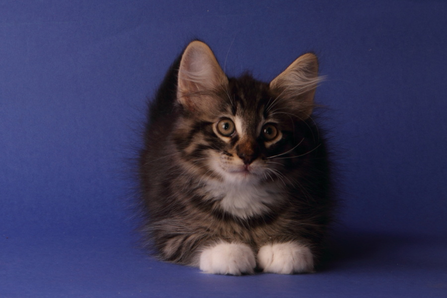 Magnus (69 Tage alt)