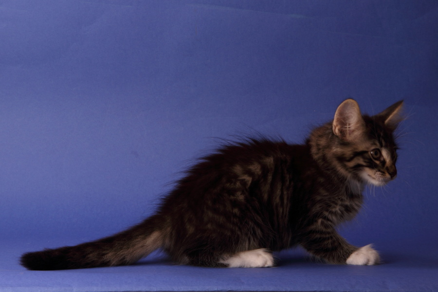 Magnus (69 Tage alt)