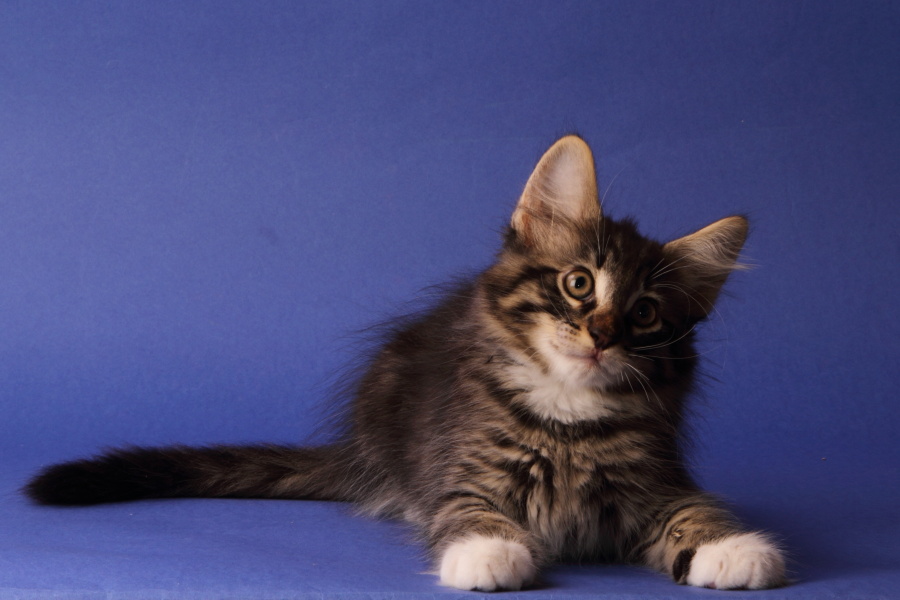 Magnus (69 Tage alt)