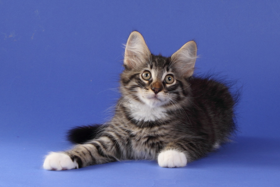 Magnus (77 Tage alt)