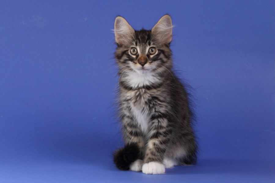 Magnus (77 Tage alt)