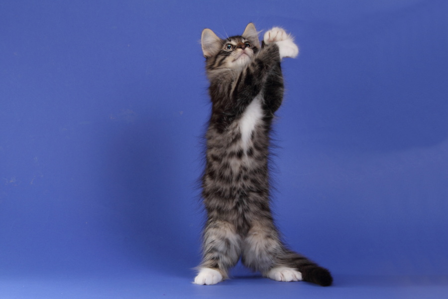 Magnus (77 Tage alt)