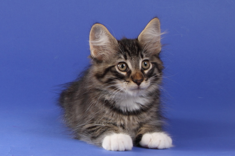 Magnus (77 Tage alt)