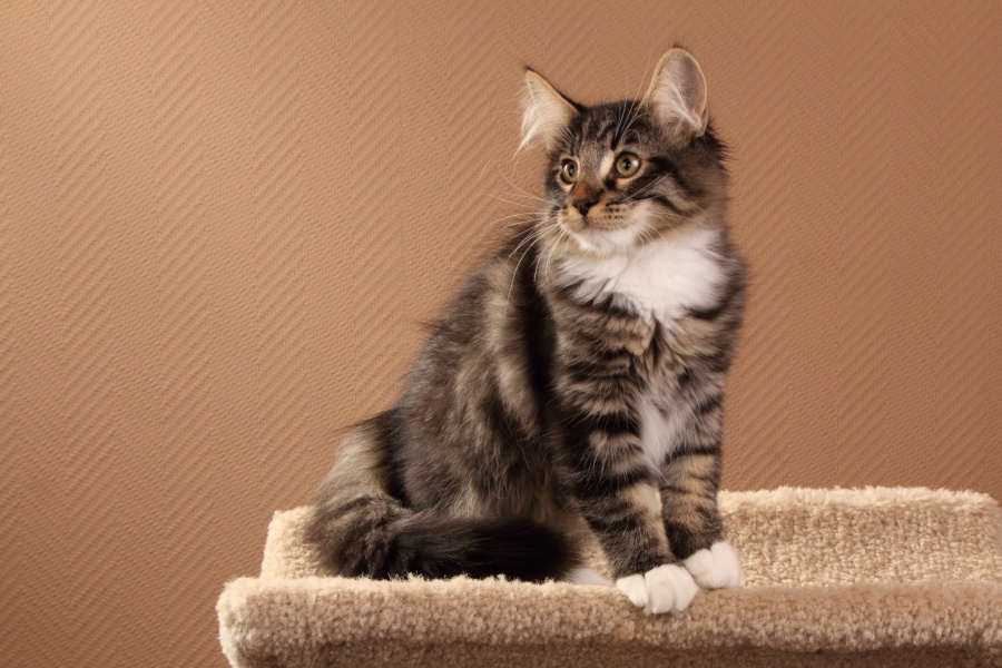 Malte (104 Tage alt)