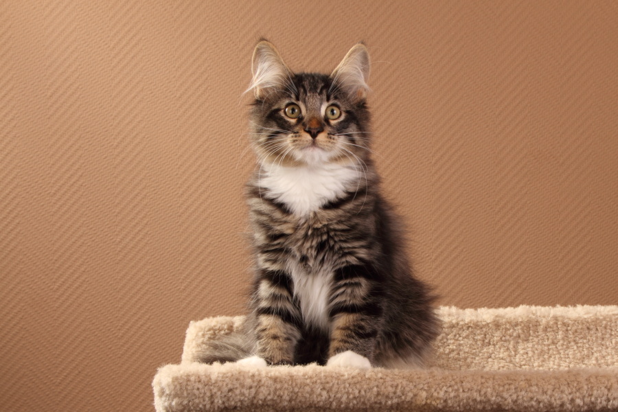 Malte (104 Tage alt)