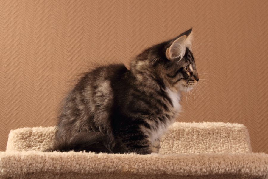 Malte (104 Tage alt)