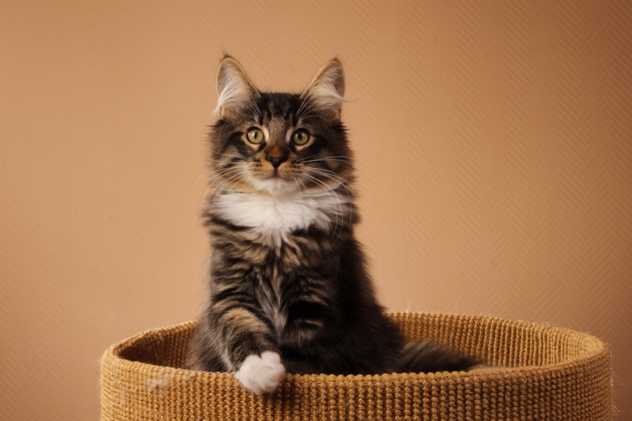 Malte (118 Tage alt)