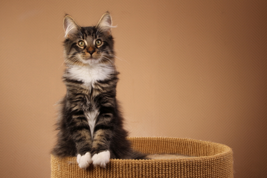 Malte (118 Tage alt)