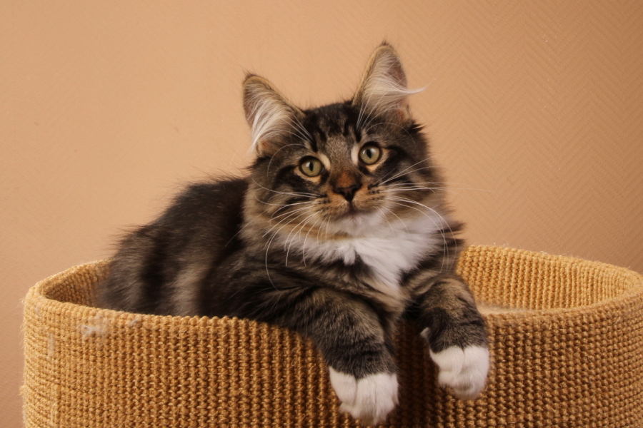 Malte (118 Tage alt)