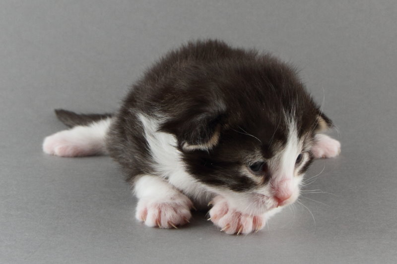 Merlin (13 Tage alt)