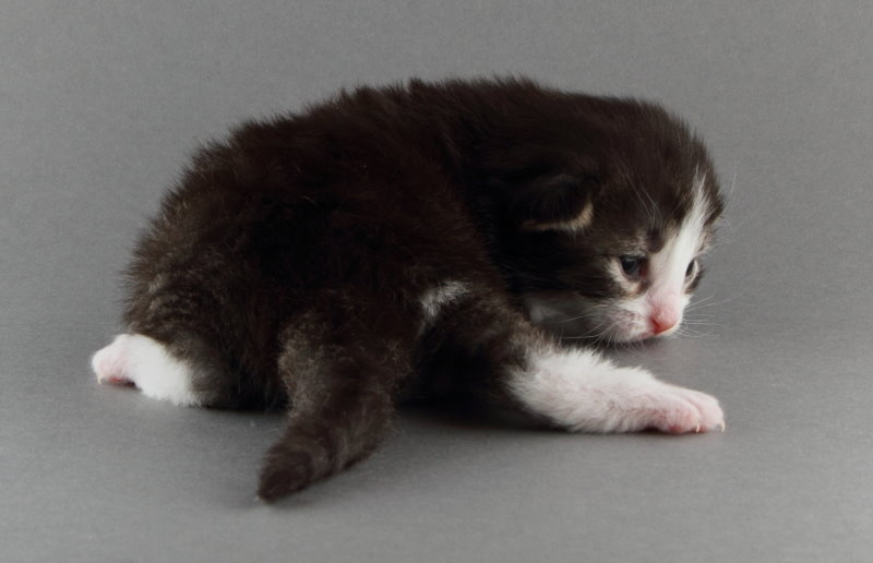 Merlin (13 Tage alt)