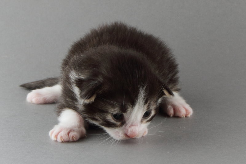 Merlin (13 Tage alt)