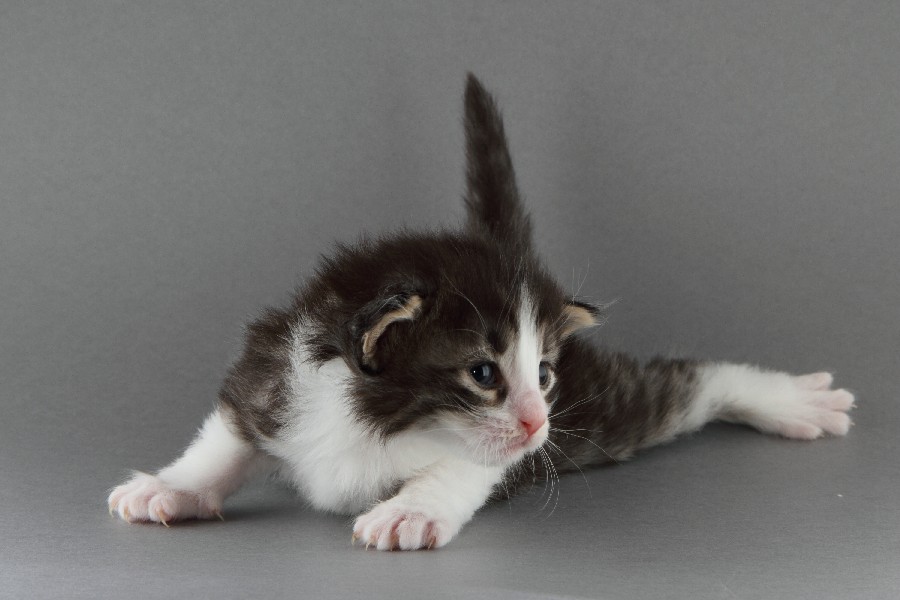 Merlin (20 Tage alt)