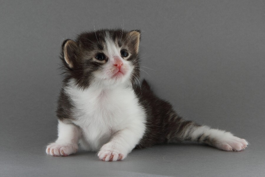 Merlin (20 Tage alt)