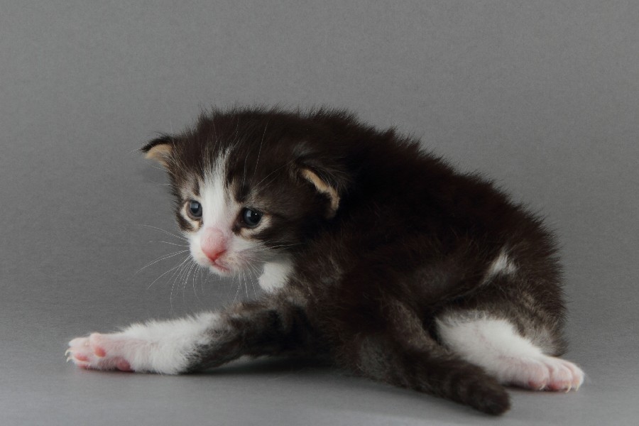 Merlin (20 Tage alt)