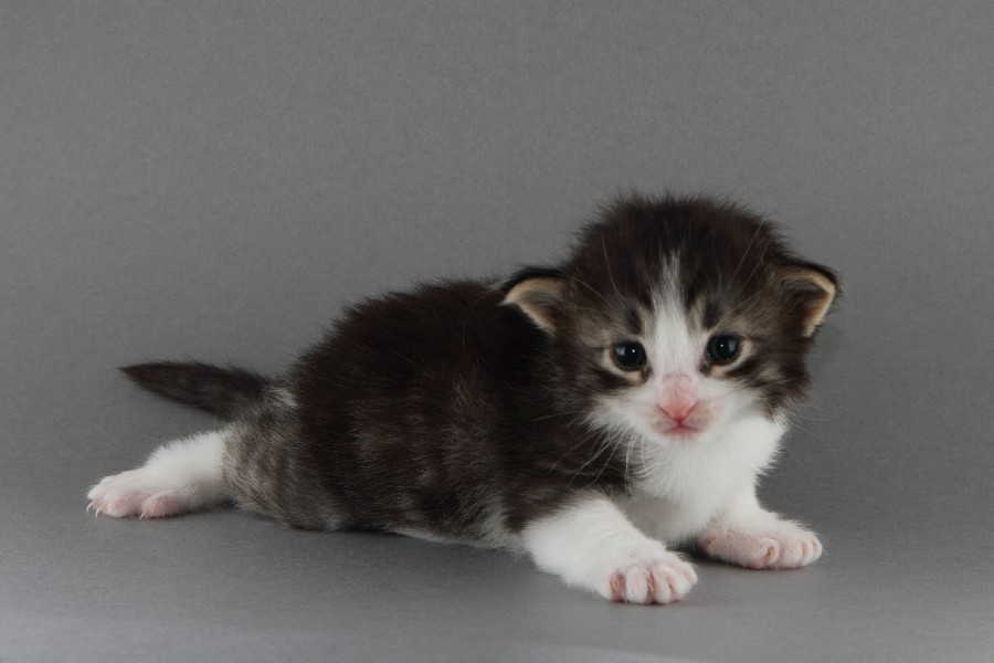 Merlin (20 Tage alt)