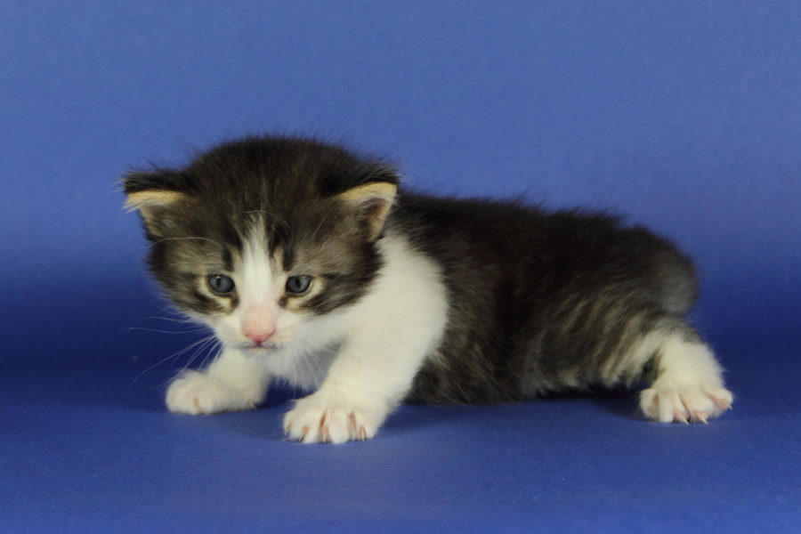 Merlin (27 Tage alt)