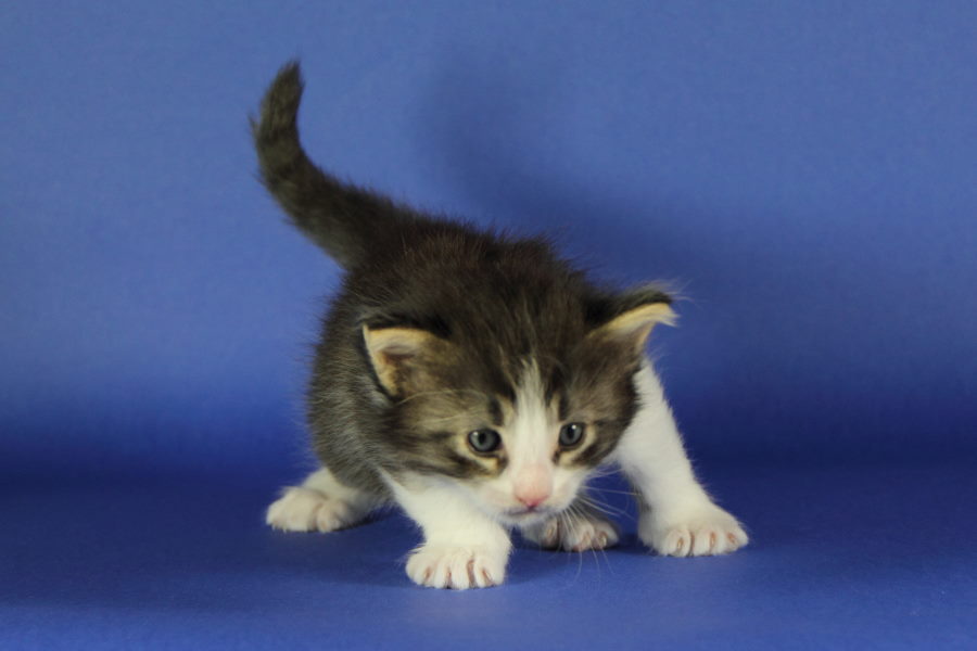 Merlin (27 Tage alt)