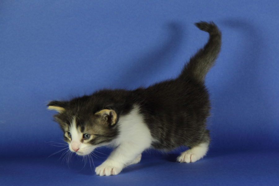 Merlin (27 Tage alt)