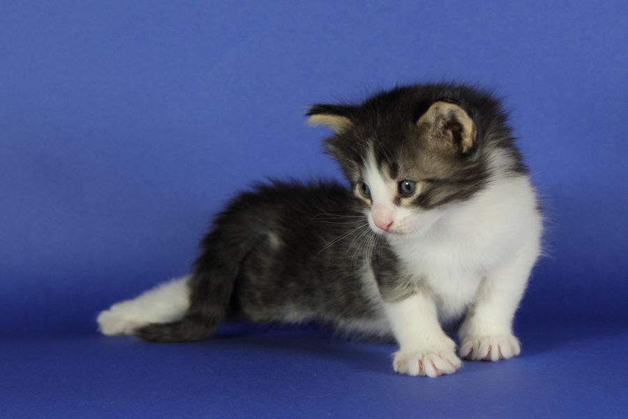 Merlin (27 Tage alt)