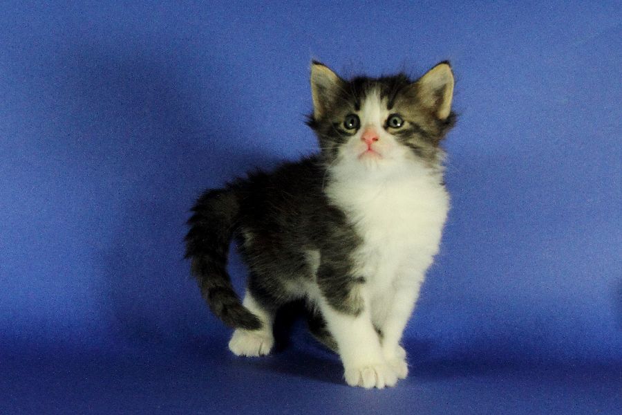 Merlin (34 Tage alt)