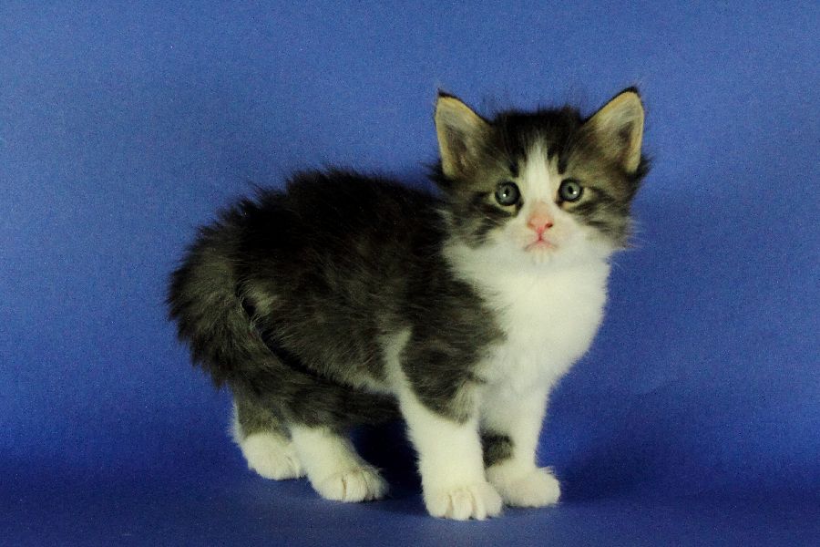 Merlin (34 Tage alt)