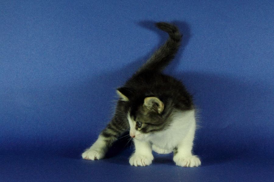 Merlin (34 Tage alt)