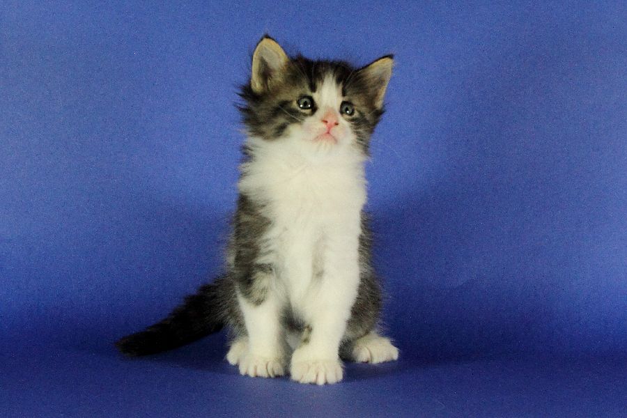 Merlin (34 Tage alt)