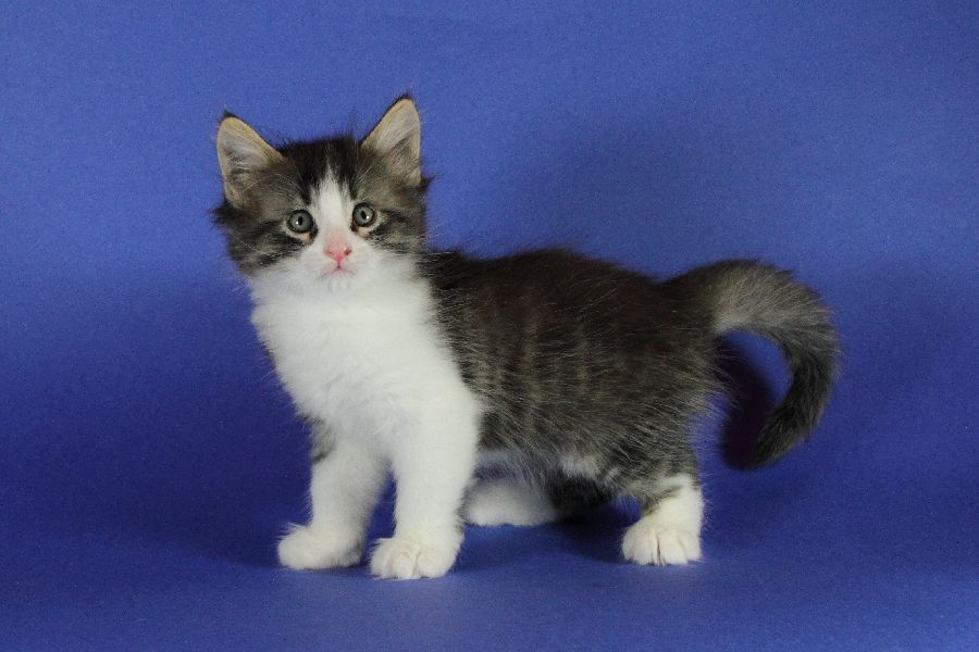 Merlin (41 Tage alt)