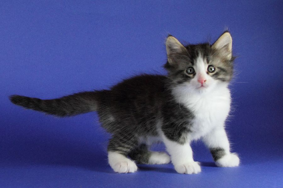 Merlin (41 Tage alt)