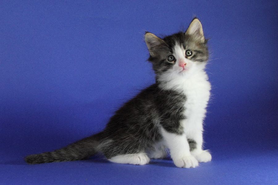 Merlin (41 Tage alt)